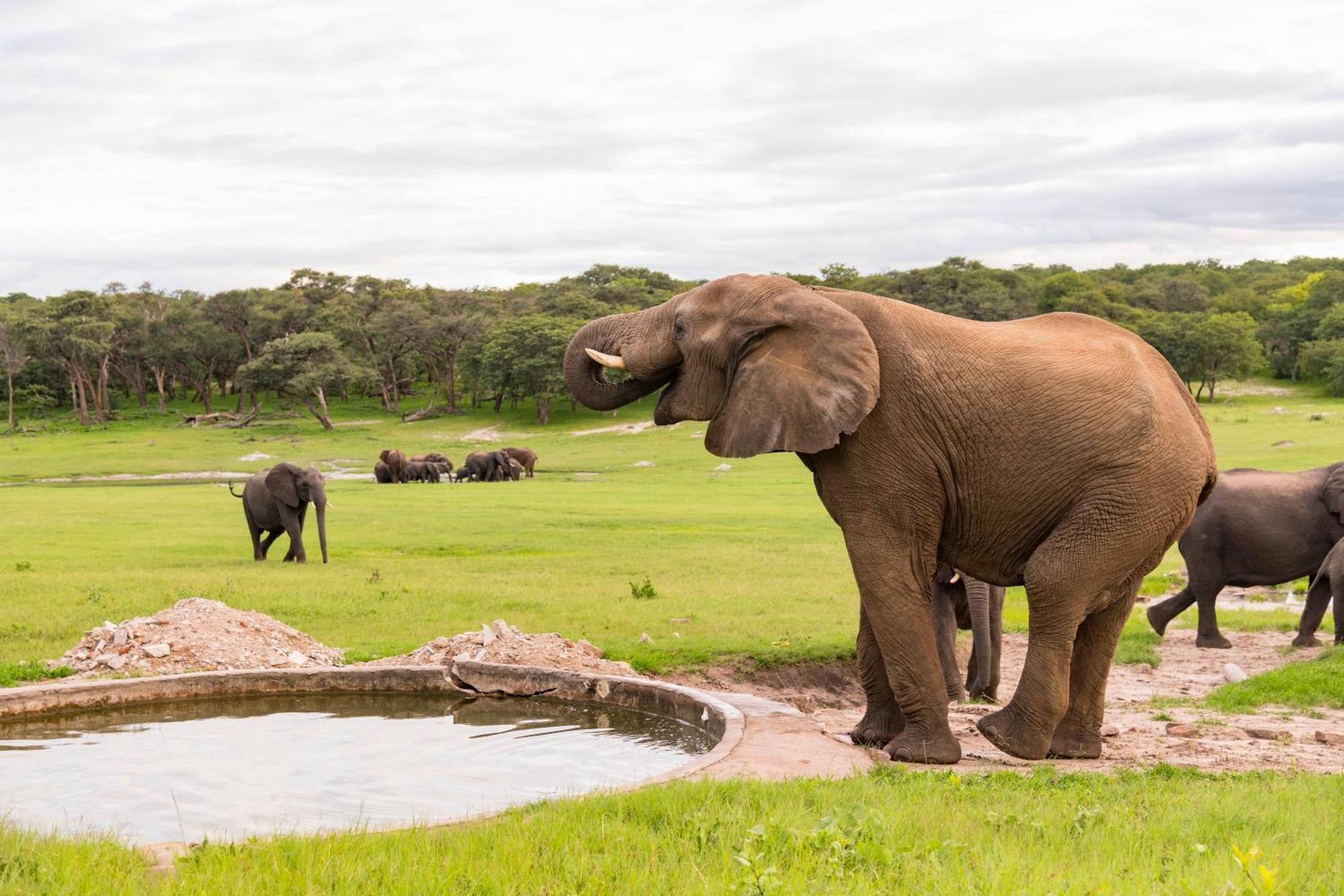 Hwange Safari Lodge Dete Eksteriør billede