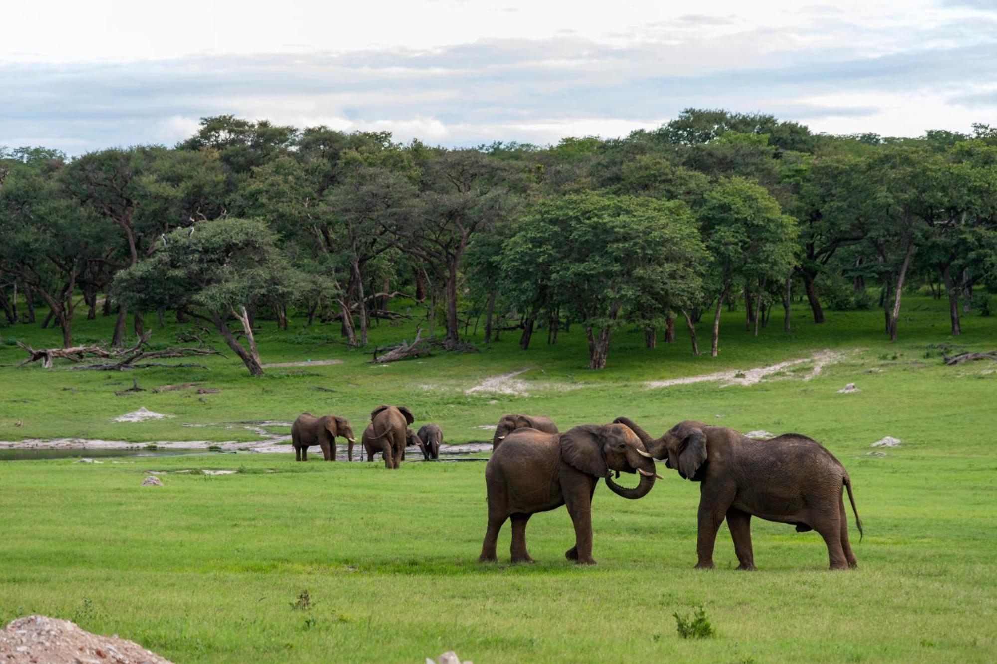 Hwange Safari Lodge Dete Eksteriør billede